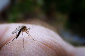 Dr Bassett Advises Active Times on How to Treat Mosquito Bites